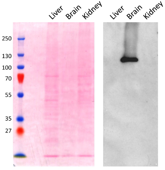 AP2A1 / AP2-Alpha Antibody - AP2A1 antibody (0.1 ug/ml) staining of Mouse Brain lysate (~5 ug protein in SDSPAGE buffer). The left panel shows the same blot stained with Ponceau red for total protein stain as the loading control before labeling. Primary incubation was 1 hour. Detected by chemiluminescence. Data obtained from Prof. M Robinson, CIMR, Cambridge, UK
