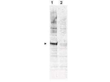 APC6 / CDC16 Antibody - Anti-APC6 pT580 Antibody - Western Blot. Western blot of Affinity Purified anti-APC6 pT580 antibody shows detection of a band ~72 kD corresponding to phosphorylated human APC6 (arrowhead lane 1). Lane 1 - nocodazole treated HeLa whole cell lysate. Lane 2 - Reactivity is not seen in lysates from asynchronous HeLa whole cell cultures. Each lane contains approximately 35 ug of lysates, separated by 4-20% SDS-PAGE Tris-HEPES and then transferred to nitrocellulose. After blocking the membrane was probed with the primary antibody diluted to 1:1000 overnight at 4C followed by washes and reaction with a 1:10000 dilution of IRDye800 conjugated Gt-a-Rabbit IgG [H&L] MX ( for 45 min at room temperature. IRDye800 fluorescence image was captured using the Odyssey Infrared Imaging System developed by LI-COR. IRDye is a trademark of LI-COR, Inc. Other detection systems will yield similar results.