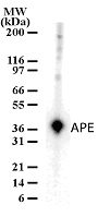 APEX1 / APE1 Antibody - Western blot of APE in HeLa cell lysates using antibody at a dilution of 2 ug/ml.