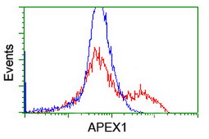 APEX1 / APE1 Antibody - HEK293T cells transfected with either overexpress plasmid (Red) or empty vector control plasmid (Blue) were immunostained by anti-APEX1 antibody, and then analyzed by flow cytometry.
