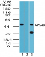 APG4B / ATG4B Antibody - Western blot of APG4B in HeLa cell lysate in the 1) absence, and 2) presence of immunizing peptide and 3) RAW cell lysate using antibody at 2 ug/ml.