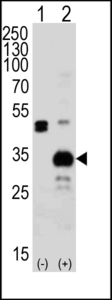 APG5 / ATG5 Antibody - Western blot of APG5L Antibody (D3) (arrow) using rabbit polyclonal APG5L Antibody (D3). 293 cell lysates (2 ug/lane) either nontransfected (Lane 1) or transiently transfected (Lane 2) with the APG5L gene. A goat anti-rabbit IgG H&L (HRP) at 1:5000 dilution was used as the secondary antibody.