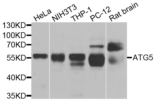 APG5 / ATG5 Antibody - Western blot analysis of extracts of various cell lines, using ATG5 antibody at 1:1000 dilution. The secondary antibody used was an HRP Goat Anti-Rabbit IgG (H+L) at 1:10000 dilution. Lysates were loaded 25ug per lane and 3% nonfat dry milk in TBST was used for blocking. An ECL Kit was used for detection and the exposure time was 90s.
