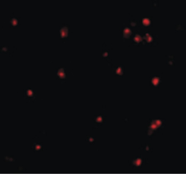 Apg7 / ATG7 Antibody - Immunofluorescence of APG7 in L1210 cells with APG7 antibody at 10 ug/ml.