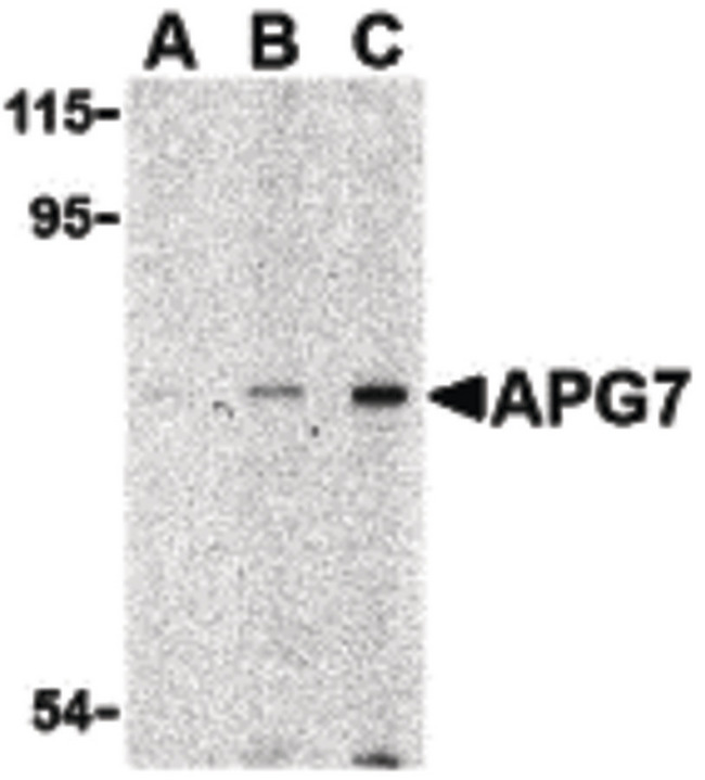 Apg7 / ATG7 Antibody - Western blot of APG7 in L1210 cell lysate with APG7 antibody at (A) 1, (B) 2 and (C) 4 ug/ml.