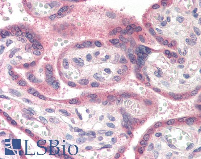 APH1A / APH-1 Antibody - Anti-APH1A antibody IHC of human placenta. Immunohistochemistry of formalin-fixed, paraffin-embedded tissue after heat-induced antigen retrieval. Antibody concentration 5 ug/ml.
