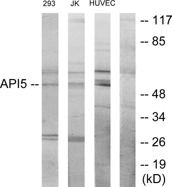 API5 Antibody - Western blot analysis of lysates from 293, Jurkat, and HUVEC cells, using API-5 Antibody. The lane on the right is blocked with the synthesized peptide.