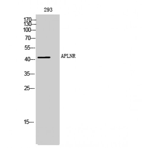 APLNR/ Apelin Receptor / APJ Antibody - Western blot of APLNR antibody