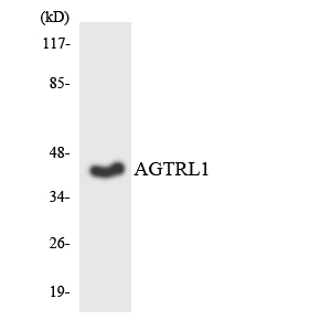 APLNR/ Apelin Receptor / APJ Antibody - Western blot analysis of the lysates from HT-29 cells using AGTRL1 antibody.
