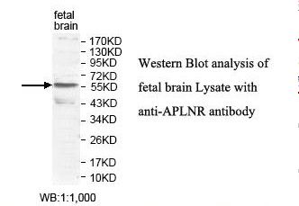 APLNR/ Apelin Receptor / APJ Antibody