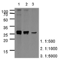 APOA1 / Apolipoprotein A 1 Antibody - Western Blot: The extracts of HepG2 (40 ug) were resolved by SDS-PAGE, transferred to PVDF membrane and probed with anti-human APOA1 (1:500-1:5000). Proteins were visualized using a goat anti-mouse secondary antibody conjugated to HRP and an ECL detection system.