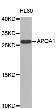 APOA1 / Apolipoprotein A 1 Antibody - Western blot analysis of extracts of HL-60 cells, using APOA1 antibody at 1:1000 dilution. The secondary antibody used was an HRP Goat Anti-Rabbit IgG (H+L) at 1:10000 dilution. Lysates were loaded 25ug per lane and 3% nonfat dry milk in TBST was used for blocking. An ECL Kit was used for detection and the exposure time was 30s.