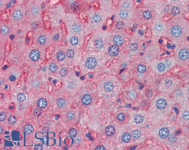 APOA1 / Apolipoprotein A 1 Antibody - Anti-Apolipoprotein A I antibody IHC of mouse liver. Immunohistochemistry of formalin-fixed, paraffin-embedded tissue after heat-induced antigen retrieval. Antibody concentration 5 ug/ml.