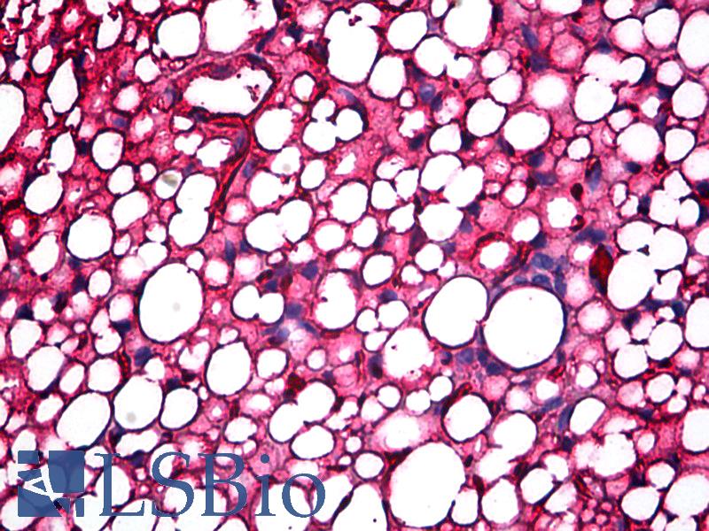 APOA1 / Apolipoprotein A 1 Antibody - Anti-Apolipoprotein A I antibody IHC of mouse kidney, adipose. Immunohistochemistry of formalin-fixed, paraffin-embedded tissue after heat-induced antigen retrieval. Antibody concentration 5 ug/ml.