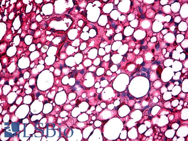 APOA1 / Apolipoprotein A 1 Antibody - Anti-Apolipoprotein A I antibody IHC of mouse kidney, adipose. Immunohistochemistry of formalin-fixed, paraffin-embedded tissue after heat-induced antigen retrieval. Antibody concentration 5 ug/ml.