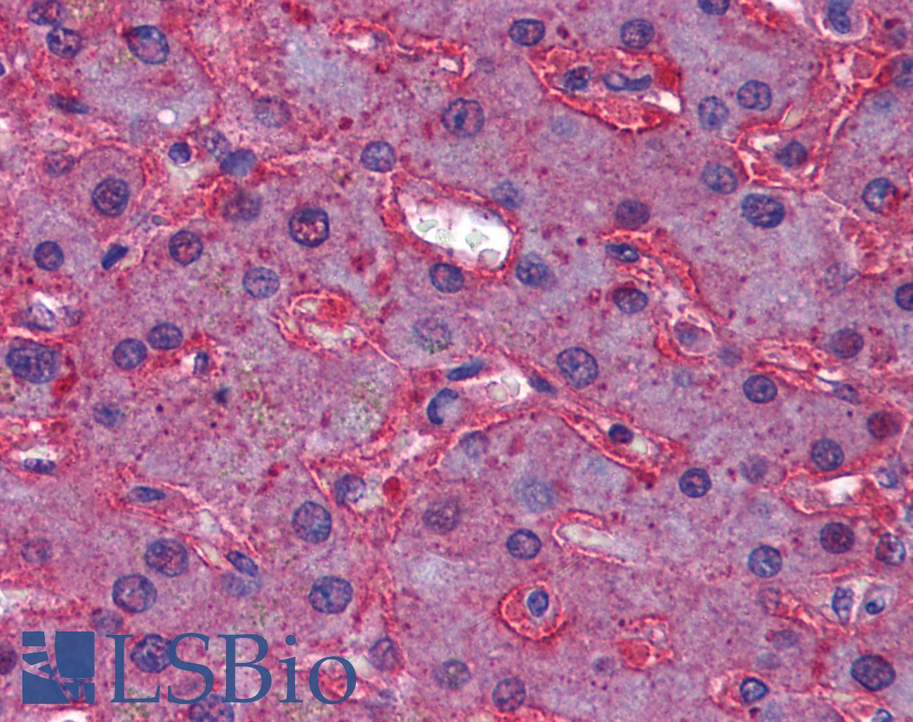 APOA1 / Apolipoprotein A 1 Antibody - Anti-Apolipoprotein A I antibody IHC of human liver. Immunohistochemistry of formalin-fixed, paraffin-embedded tissue after heat-induced antigen retrieval. Antibody dilution 1:100.