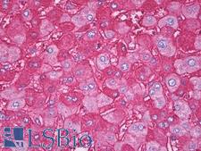 APOA1 / Apolipoprotein A 1 Antibody - Anti-Apolipoprotein A I antibody IHC of human liver. Immunohistochemistry of formalin-fixed, paraffin-embedded tissue after heat-induced antigen retrieval. Antibody concentration 5 ug/ml.