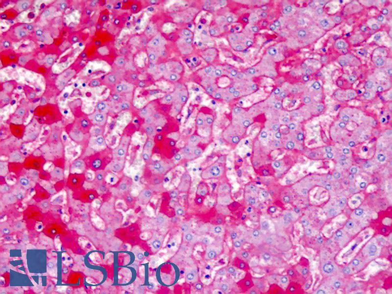 APOA1 / Apolipoprotein A 1 Antibody - Anti-APOA1 / Apolipoprotein A 1 antibody IHC staining of human liver. Immunohistochemistry of formalin-fixed, paraffin-embedded tissue after heat-induced antigen retrieval.