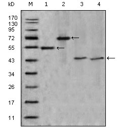 APOA4 Antibody - Western blot using APOA4 mouse monoclonal antibody against truncated APOA4-His recombinant protein (1),truncated APOA4(aa21-396)-hIgGFc transfected CHO-K1 cell lysate(2),human serum (3) and human plasma (4).