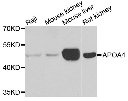 APOA4 Antibody - Western blot blot of extracts of various cell lines, using APOA4 antibody.