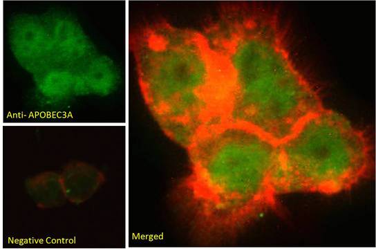 APOBEC3A Antibody - Phorbolin 1 / APOBEC3A antibody immunofluorescence analysis of paraformaldehyde fixed A431 cells, permeabilized with 0.15% Triton. Primary incubation 1hr (10ug/ml) followed by Alexa Fluor 488 secondary antibody (2ug/ml), showing nuclear staining. Actin filaments were stained with phalloidin (red) and The nuclear stain is DAPI (blue). Negative control: Unimmunized goat IgG (10ug/ml) followed by Alexa Fluor 488 secondary antibody (2ug/ml).