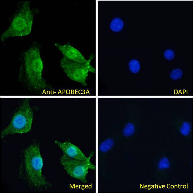 APOBEC3A Antibody - Phorbolin 1 / APOBEC3A antibody immunofluorescence analysis of paraformaldehyde fixed A549 cells, permeabilized with 0.15% Triton. Primary incubation 1hr (10ug/ml) followed by Alexa Fluor 488 secondary antibody (2ug/ml), showing nuclear and some cytoplasmic staining. The nuclear stain is DAPI (blue). Negative control: Unimmunized goat IgG (10ug/ml) followed by Alexa Fluor 488 secondary antibody (4ug/ml).