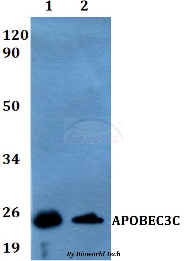 APOBEC3C Antibody - Western blot of APOBEC3C antibody at 1:500 dilution. Lane 1: HepG2 whole cell lysate. Lane 2: PC12 whole cell lysate.