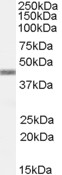 APOBEC3G / CEM15 Antibody - EB7744 (0.5µg/ml) staining of Daudi lysate (35µg protein in RIPA buffer). Detected by chemiluminescence.
