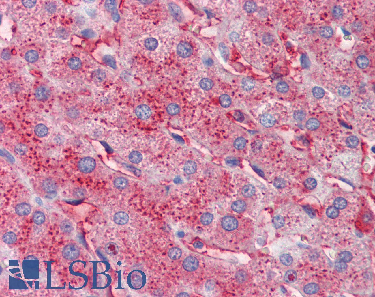APOC3 / Apolipoprotein C III Antibody - Anti-APOC3 / Apolipoprotein CIII antibody IHC of human liver. Immunohistochemistry of formalin-fixed, paraffin-embedded tissue after heat-induced antigen retrieval. Antibody concentration 2.5 ug/ml.
