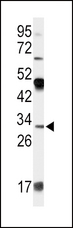 APOD / Apolipoprotein D Antibody - Western blot of APOD Antibody in 293 cell line lysates (35 ug/lane). APOD (arrow) was detected using the purified antibody.