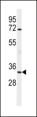 APOD / Apolipoprotein D Antibody - Western blot of APOD Antibody in mouse brain tissue lysates (35 ug/lane). APOD (arrow) was detected using the purified antibody.