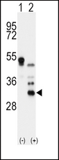 APOD / Apolipoprotein D Antibody - Western blot of APOD (arrow) using rabbit polyclonal APOD Antibody 293 cell lysates (2 ug/lane) either nontransfected (Lane 1) or transiently transfected with the APOD gene (Lane 2).