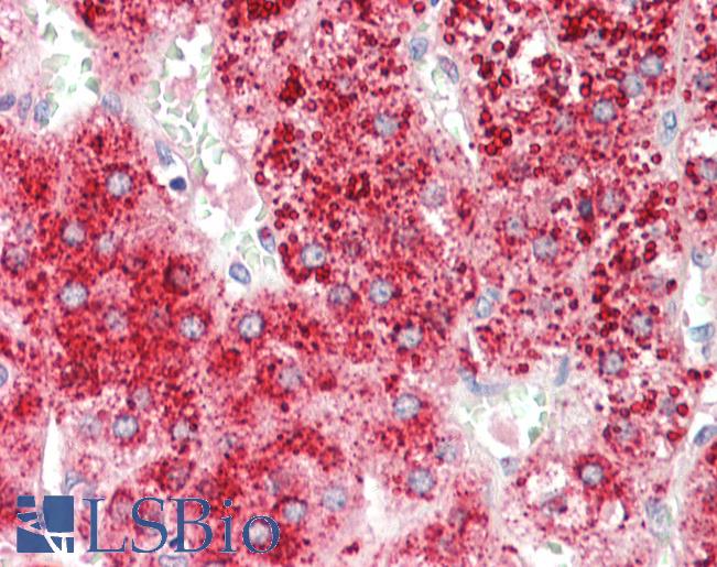 APOD / Apolipoprotein D Antibody - Anti-APOD / Apolipoprotein D antibody IHC staining of human adrenal. Immunohistochemistry of formalin-fixed, paraffin-embedded tissue after heat-induced antigen retrieval.