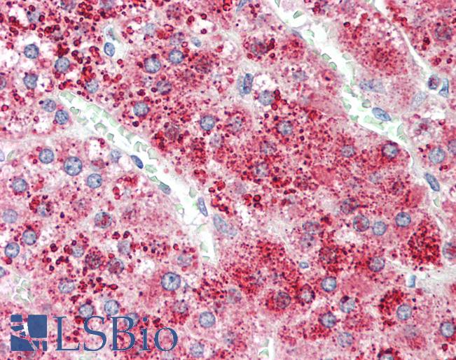 APOD / Apolipoprotein D Antibody - Anti-APOD / Apolipoprotein D antibody IHC staining of human adrenal. Immunohistochemistry of formalin-fixed, paraffin-embedded tissue after heat-induced antigen retrieval. Antibody concentration 5 ug/ml.