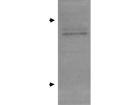 APOE / Apolipoprotein E Antibody - Western Blot of goat Anti Apolipoprotein E Antibody. Lane 1: rat glial whole cell lysate. Load: 40 µg per lane. Primary antibody: Apolipoprotein E antibody at 1:1000 for overnight at 4°C. Secondary antibody: HRP goat secondary antibody at 1:200 for 45 min at RT.