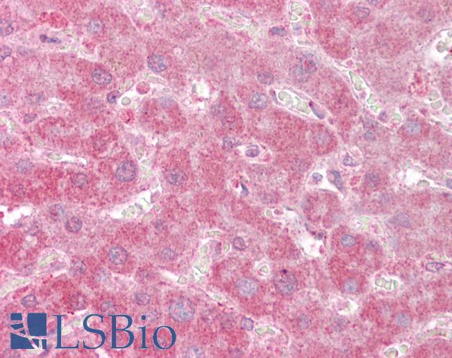 APOF / Apolipoprotein F Antibody - Anti-APOF / Apolipoprotein F antibody IHC of human liver. Immunohistochemistry of formalin-fixed, paraffin-embedded tissue after heat-induced antigen retrieval. Antibody concentration 1.25 ug/ml.