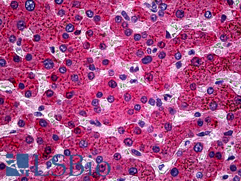 APOH / Apolipoprotein H Antibody - Anti-APOH / Apolipoprotein H antibody IHC of human liver. Immunohistochemistry of formalin-fixed, paraffin-embedded tissue after heat-induced antigen retrieval. Antibody concentration 5 ug/ml.