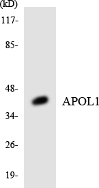 APOL1 / Apolipoprotein L Antibody - Western blot analysis of the lysates from K562 cells using APOL1 antibody.
