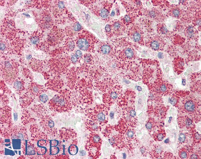 APOL6 / Apolipoprotein L 6 Antibody - Anti-APOL6 / Apolipoprotein L 6 antibody IHC staining of human liver. Immunohistochemistry of formalin-fixed, paraffin-embedded tissue after heat-induced antigen retrieval. Antibody concentration 5 ug/ml.