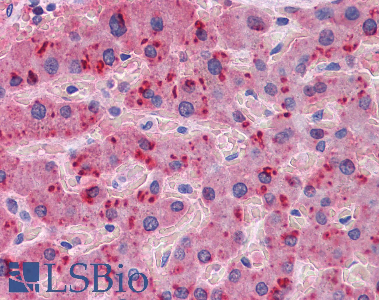 Apolipoprotein A-II Antibody - Anti-APOA2 antibody IHC of human liver. Immunohistochemistry of formalin-fixed, paraffin-embedded tissue after heat-induced antigen retrieval. Antibody concentration 2.5 ug/ml.