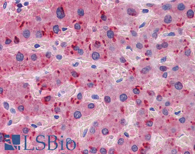 Apolipoprotein A-II Antibody - Anti-APOA2 antibody IHC of human liver. Immunohistochemistry of formalin-fixed, paraffin-embedded tissue after heat-induced antigen retrieval. Antibody concentration 2.5 ug/ml.