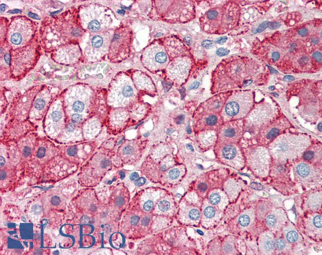 Apolipoprotein A-II Antibody - Anti-APOA2 antibody IHC of human adrenal. Immunohistochemistry of formalin-fixed, paraffin-embedded tissue after heat-induced antigen retrieval. Antibody concentration 5 ug/ml.
