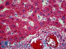 Apolipoprotein A-II Antibody - Anti-APOA2 antibody IHC of human liver. Immunohistochemistry of formalin-fixed, paraffin-embedded tissue after heat-induced antigen retrieval. Antibody concentration 5 ug/ml.