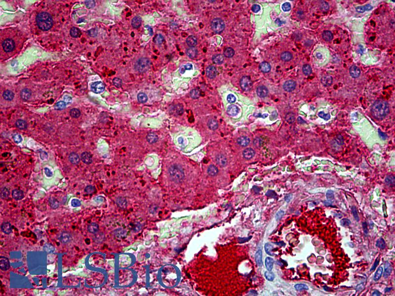 Apolipoprotein A-II Antibody - Anti-APOA2 antibody IHC of human liver. Immunohistochemistry of formalin-fixed, paraffin-embedded tissue after heat-induced antigen retrieval. Antibody concentration 5 ug/ml.