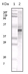 Apolipoprotein A-V Antibody - Western blot of anti- human APOA5 monoclonal antibody against human serum total protein (lane 2). Lane 1 is a MW standard.