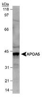 Apolipoprotein A-V Antibody - Detection of Apo A5 in HepG2 cell lysate .