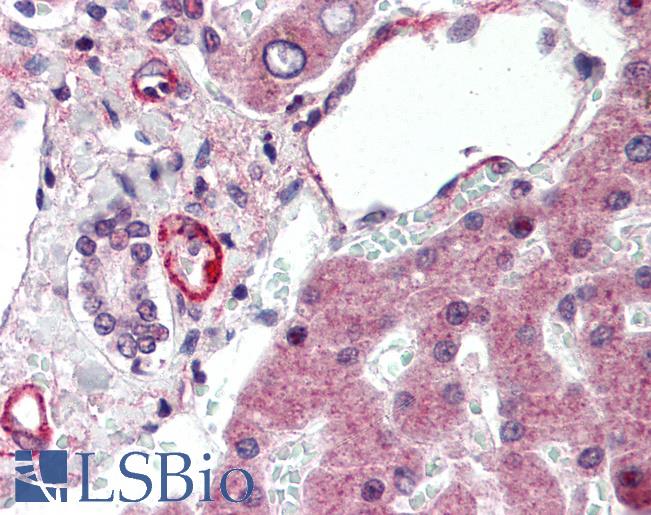 Apolipoprotein A-V Antibody - Anti-APOA5 antibody IHC of human liver. Immunohistochemistry of formalin-fixed, paraffin-embedded tissue after heat-induced antigen retrieval. Antibody concentration 5 ug/ml.