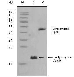 APOO / Apolipoprotein O Antibody - Western blot using ApoO mouse monoclonal antibody against HepG2 (1) and 3T3L1(2) cell lysate.