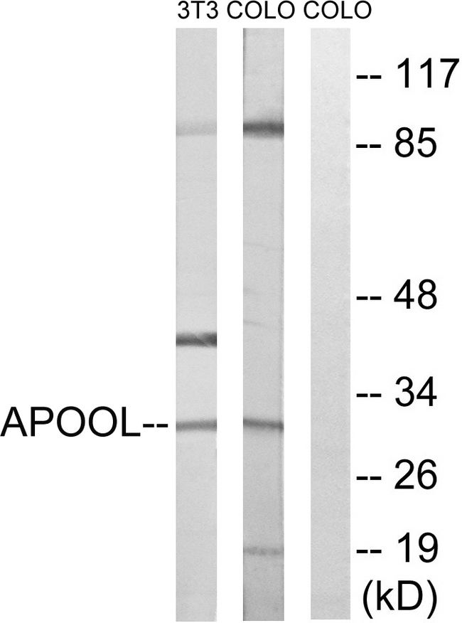 APOOL / Apolipoprotein O-Like Antibody - Western blot analysis of lysates from COLO and NIH/3T3 cells, using APOOL Antibody. The lane on the right is blocked with the synthesized peptide.