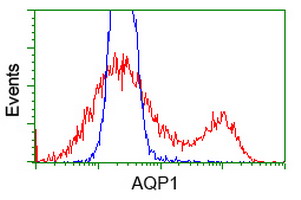 AQP1 / Aquaporin 1 Antibody - HEK293T cells transfected with either overexpress plasmid (Red) or empty vector control plasmid (Blue) were immunostained by anti-AQP1 antibody, and then analyzed by flow cytometry.